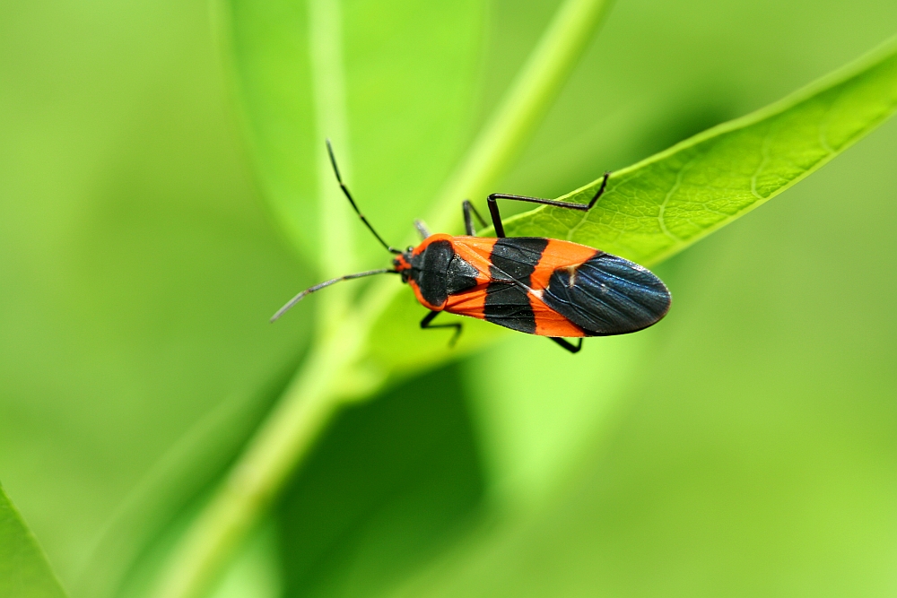 Pluskwy – praktyczny poradnik jak się pozbyć insektów